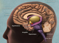 brain